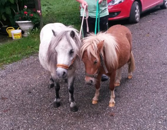 Ponys Riki und Fritzi, &copy; Fam. Himmelmayer