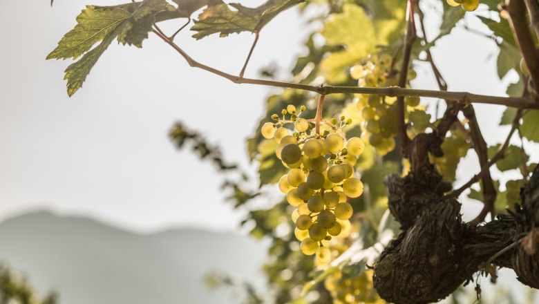 Weinreben in der Wachau, © Österreich-Werbung