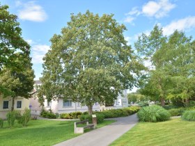 Berg Ahorn, © Donau Niederösterreich - Kamptal-Wagram-Tullner Donauraum