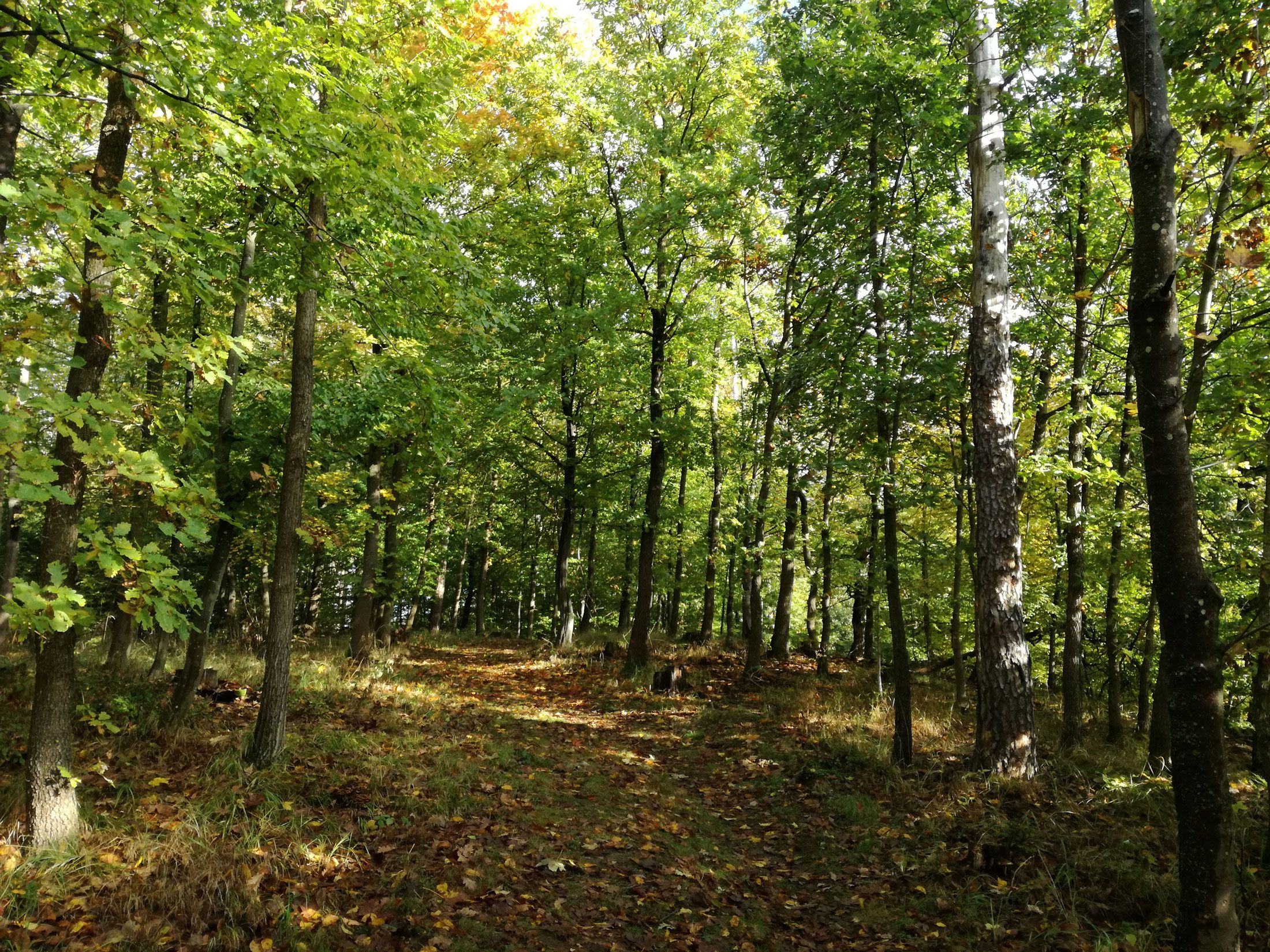 Ein sonniger Waldweg im Naturwald beim Klingermausoleum, umgeben von grünen Bäumen.