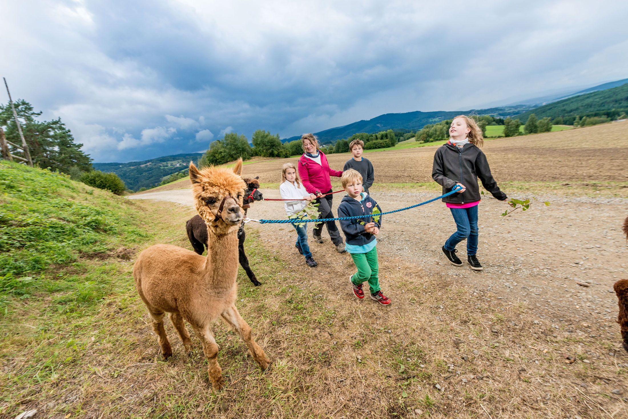 Kinder führen Alpakas auf einem Feldweg spazieren, umgeben von grüner Landschaft und bewölktem Himmel.