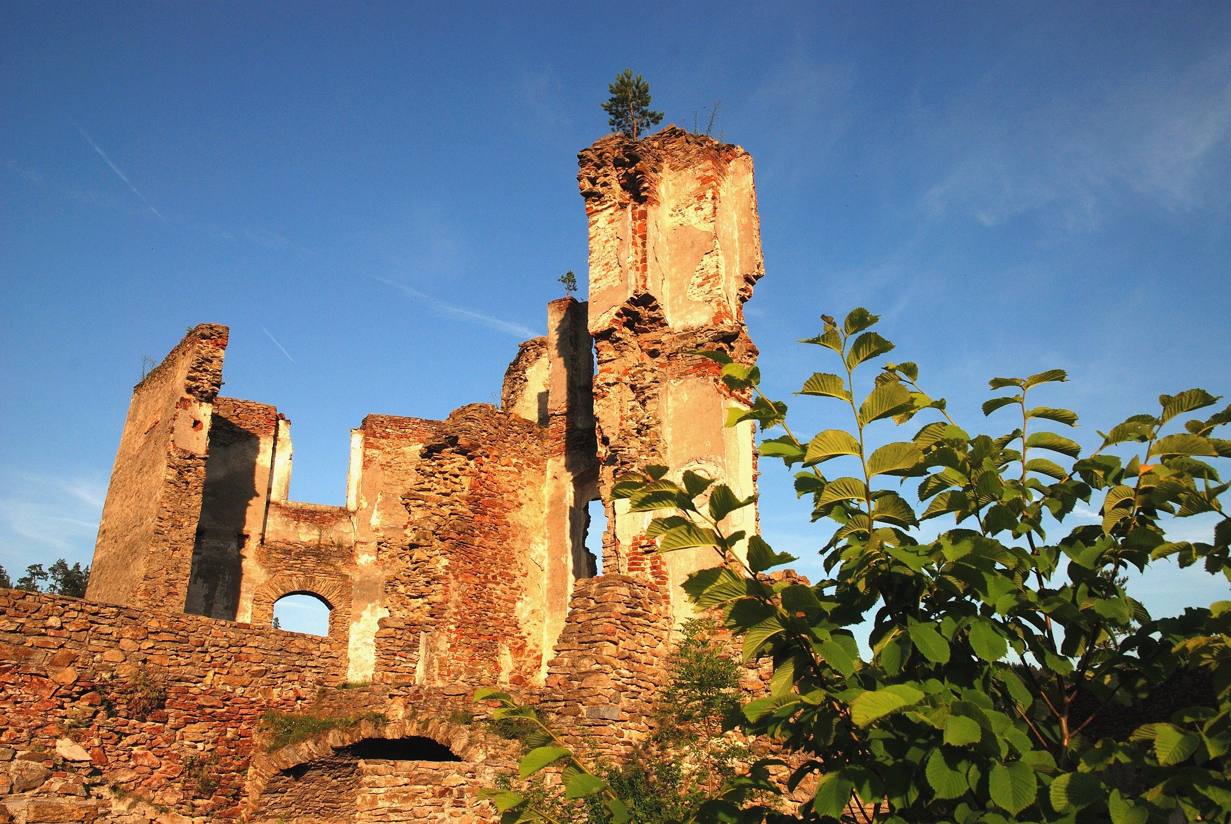 Ruine Kollmitz mit blauem Himmel und Pflanzen im Vordergrund.