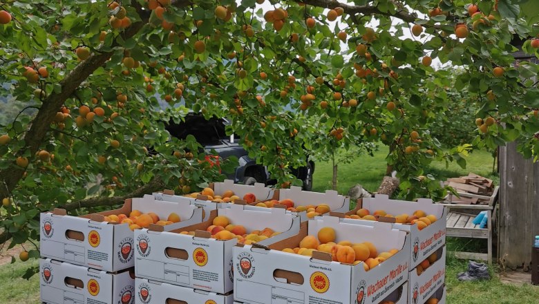 Kisten mit Wachauer Marillen unter einem Baum.
