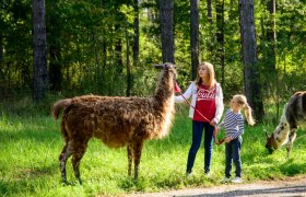 Zwei Kinder f&uuml;hren ein Lama im Wald spazieren.