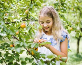 Die saftig-s&uuml;&szlig;en Wachauer Marillen, direkt vom Baum in den Mund!, &copy; Nieder&ouml;sterreich Werbung/ Stefan Fuertbauer