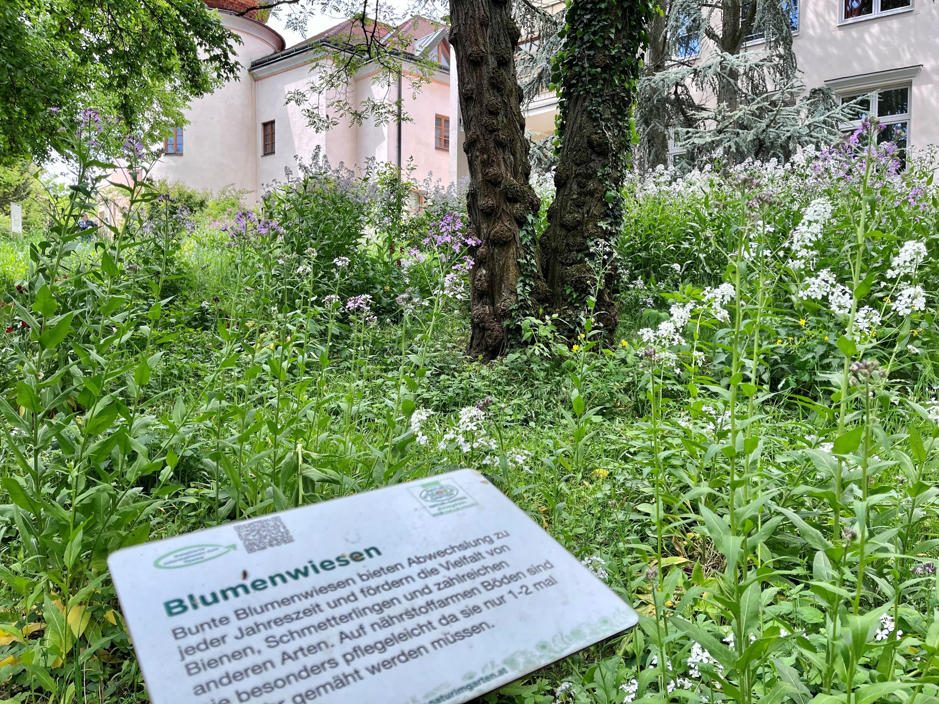 Blumenwiese vor Schloss Schiltern mit Infotafel im Vordergrund.