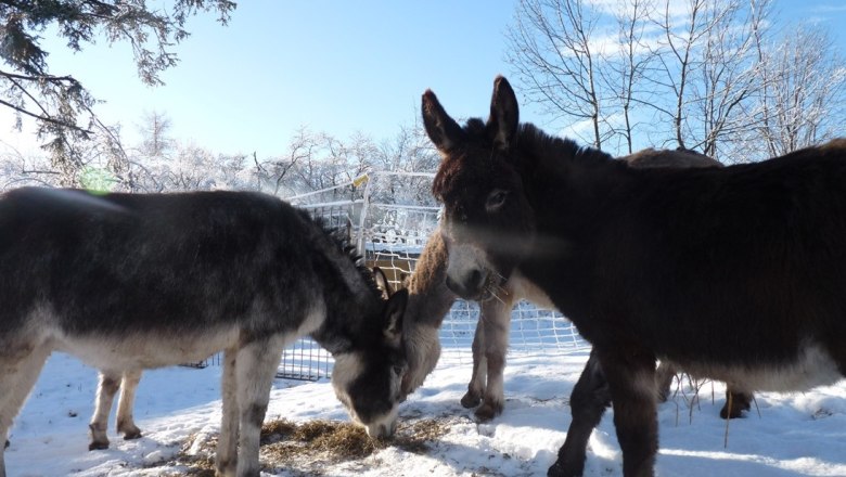 Esel, &copy; Robert Wagner