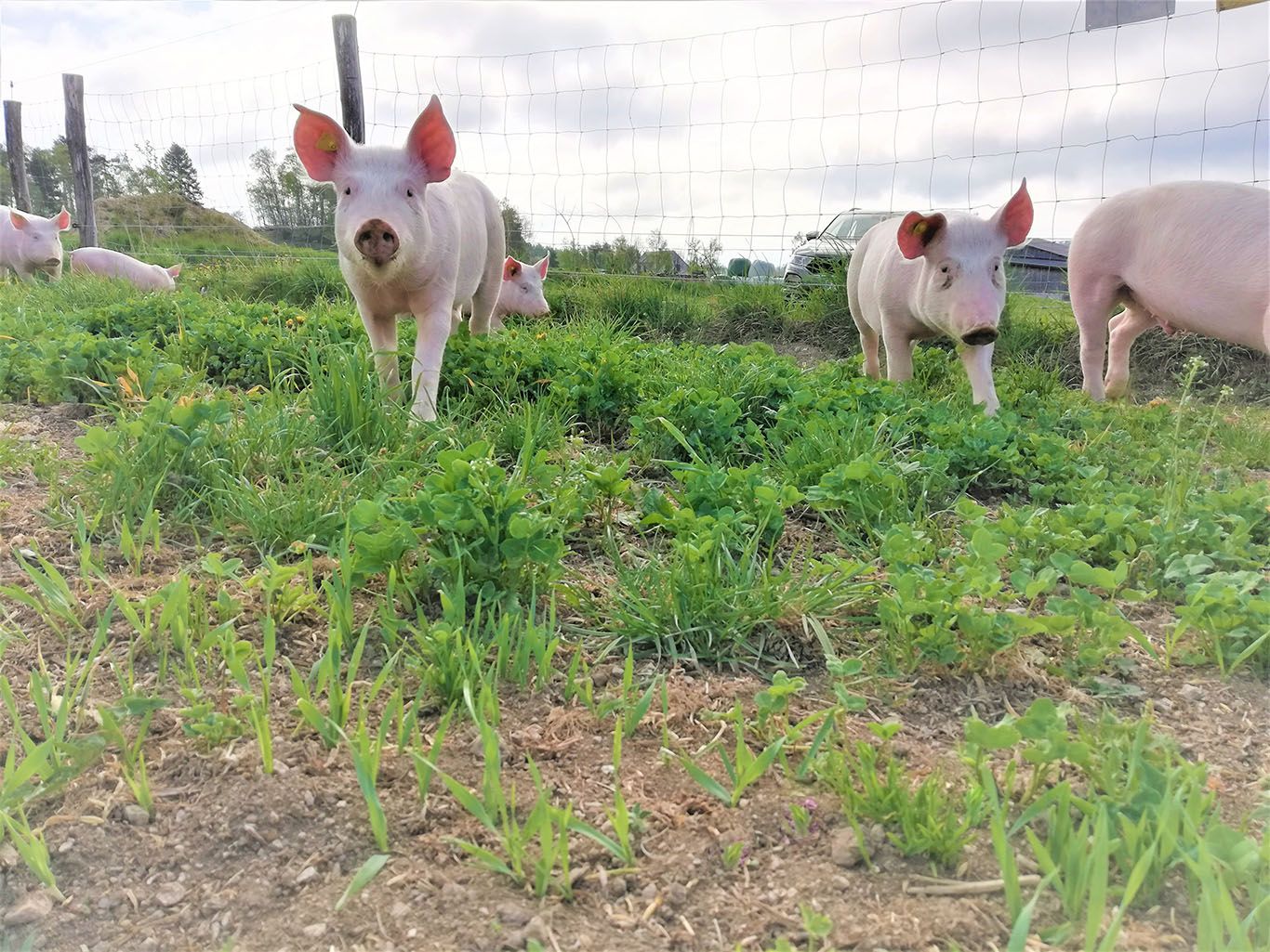Schweine am Lämmerhof Groiß