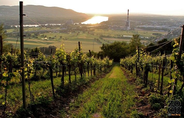 Weinberg mit Blick auf eine Stadt und Fluss im Sonnenuntergang.
