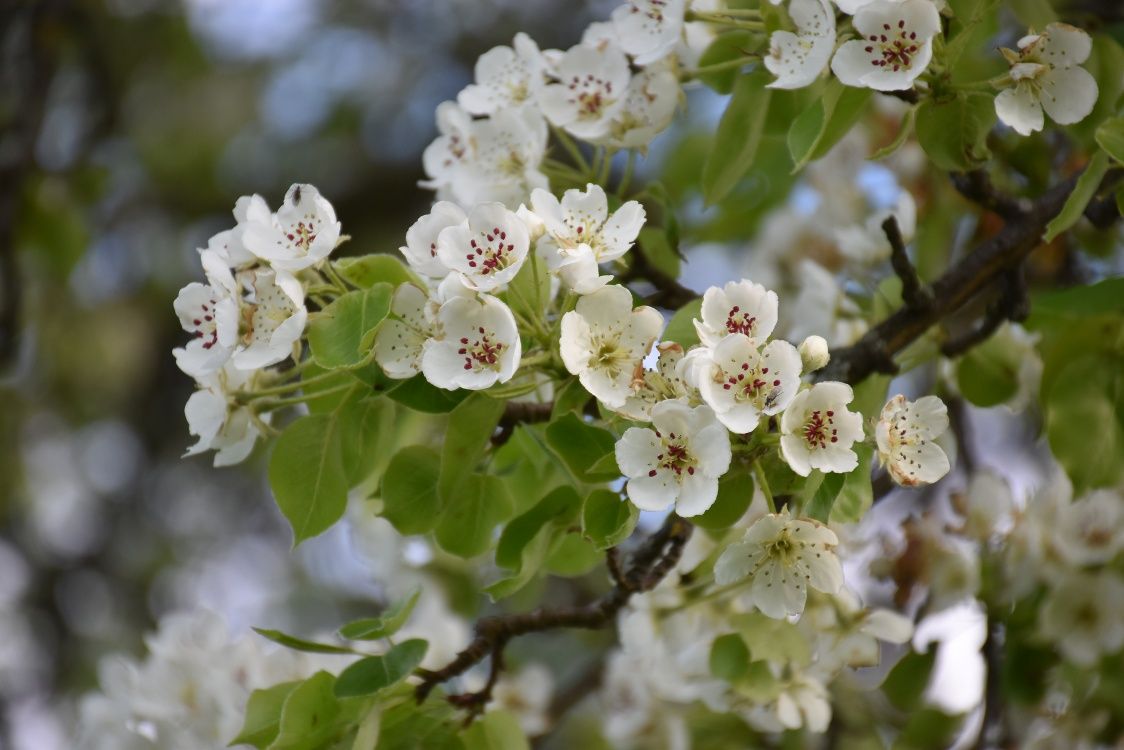 Entlang des Fröschlauweges im Frühling