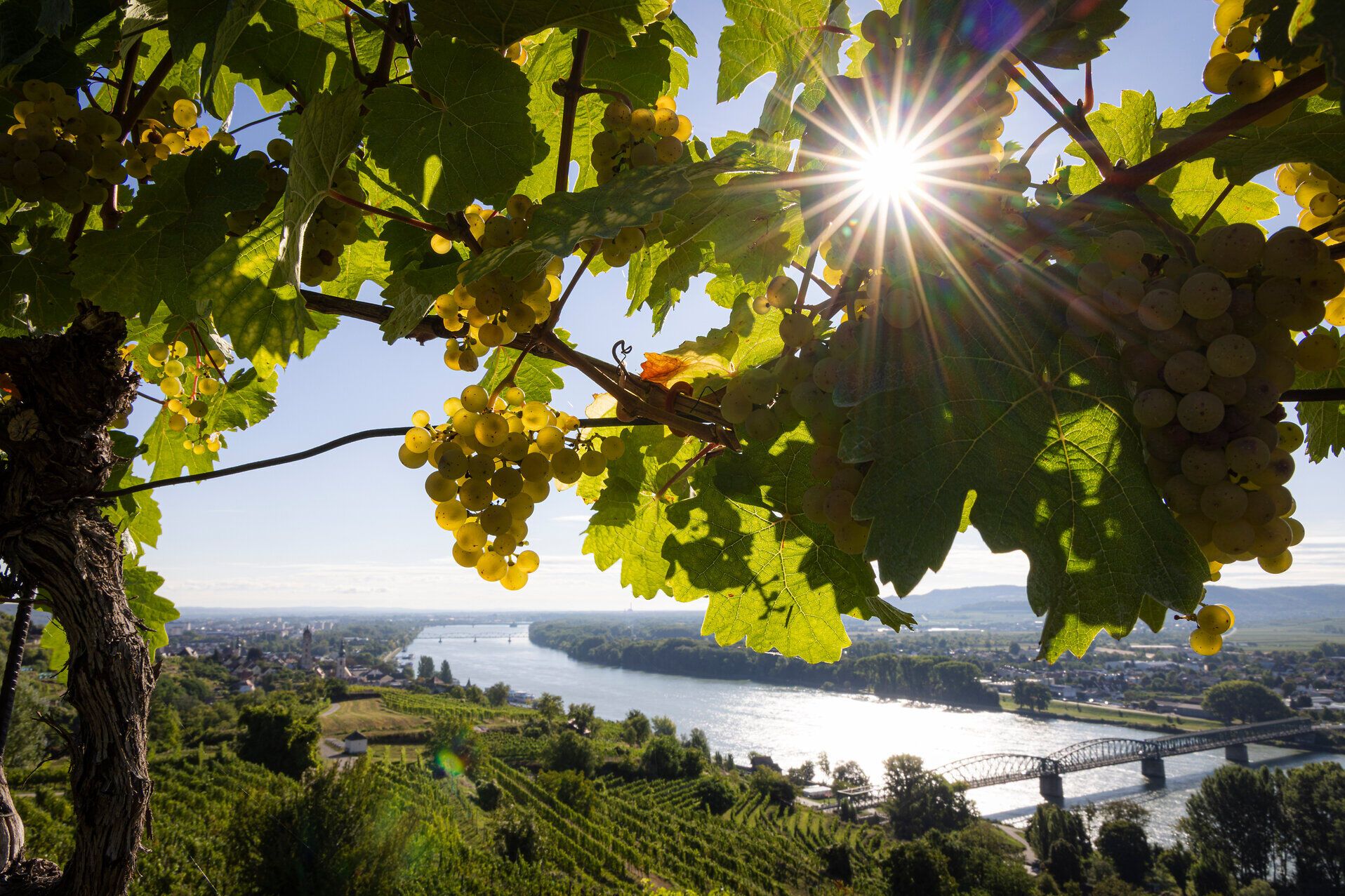 Blick auf die Donau mit grünen Weinreben