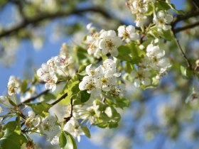 Blühende Bäume am Mostobstwanderweg, © Marktgemeinde Seitenstetten