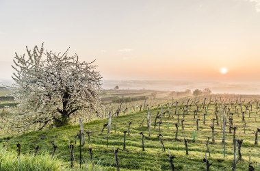 Frühling im Weinland Traisental, © Niederösterreich-Werbung/ Robert Herbst