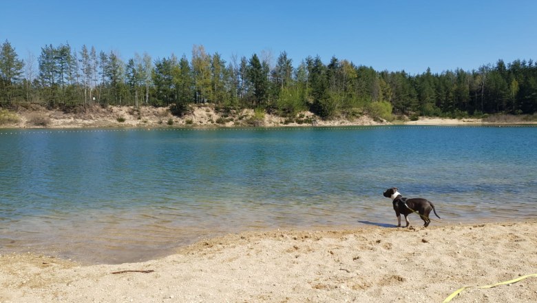 Baden mit Hund im Gm&uuml;nder Strandbad, &copy; Waldviertel Tourismus, Kerstin Glaser