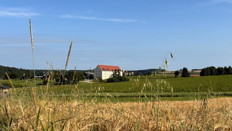 Korngut Jetzt, &copy; korngut