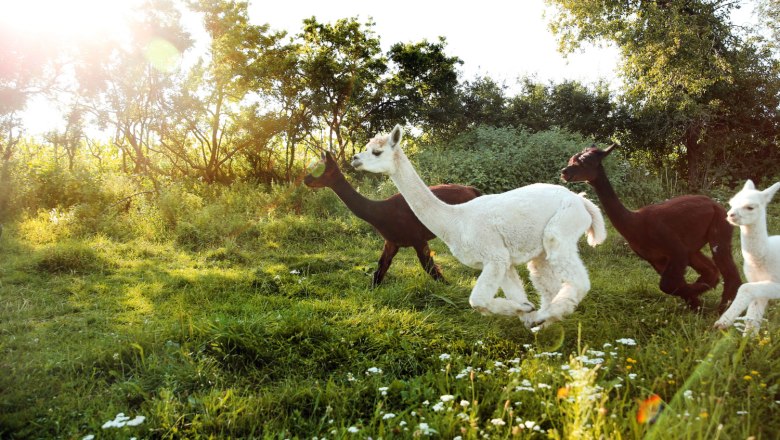 Alpakas, &copy; Weinfranz