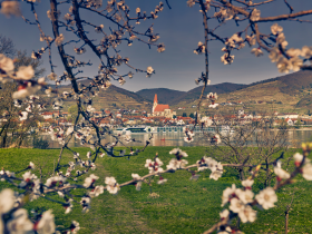 Marillenblüte in der Wachau gegenüber Weißenkirchen, © Donau NÖ Tourismus/Andreas Hofer