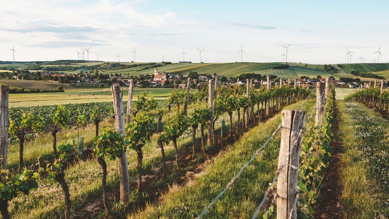 Weinberge in Eibesthal mit Windr&auml;dern im Hintergrund.