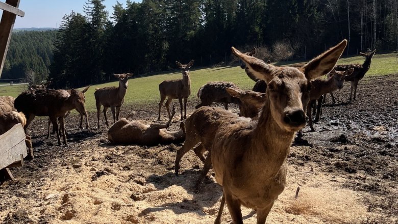 Eine Gruppe von Hirschen steht auf einem Bauernhof vor einem Wald.
