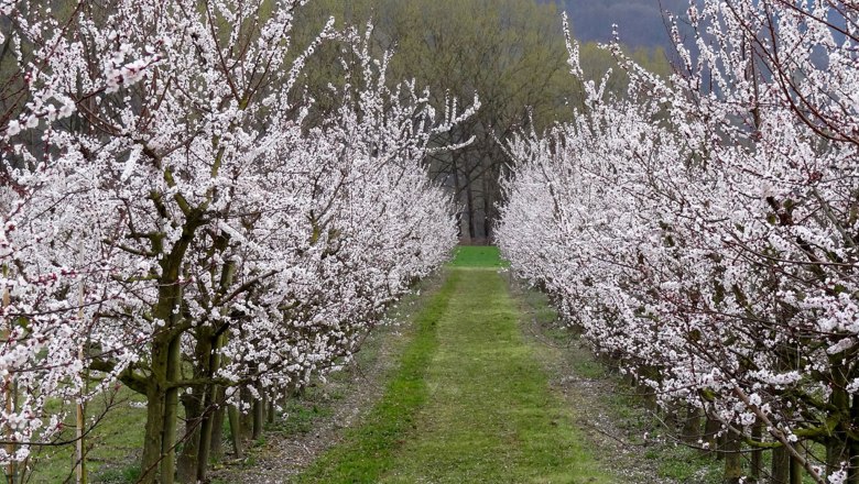 Blühende Marillenbäume in einer Reihe mit grünem Grasweg dazwischen.