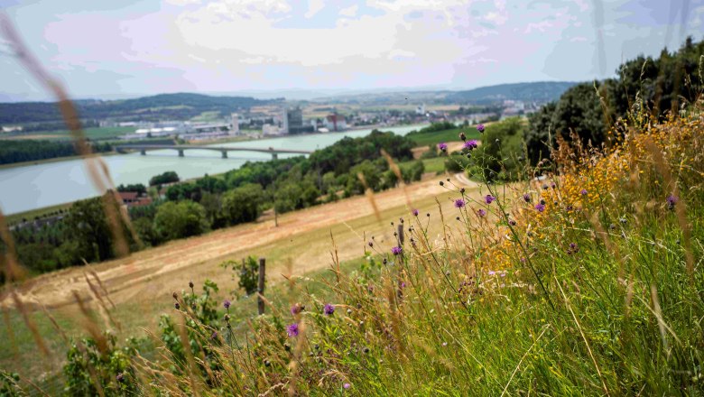 Blick auf eine Landschaft mit Fluss, Br&uuml;cke und Stadt im Hintergrund, im Vordergrund bl&uuml;hende Wiesen.