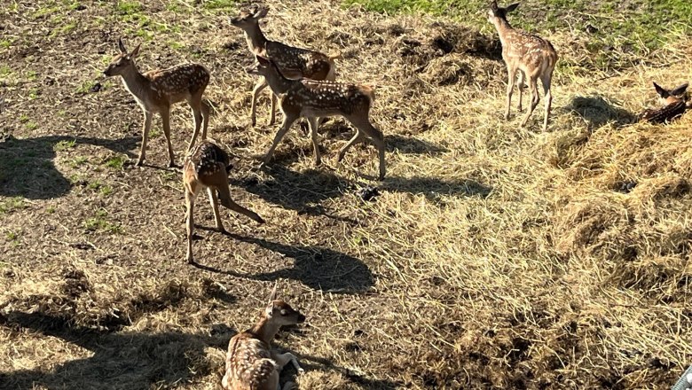 Eine Gruppe von jungen Hirschen steht und liegt auf einem Feld mit Heu und Gras.