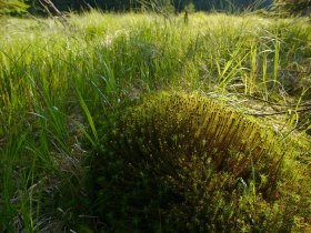 Meloner Au, © © Matthias Schickhofer