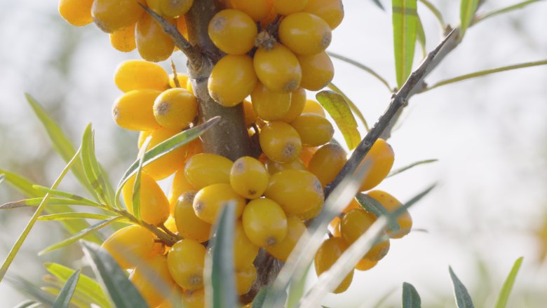 Sanddorn, &copy; Andel Film