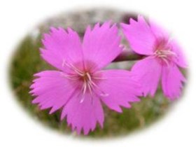 WANDERBLUME ST. AEGYD_10 - Steinnelkenweg, &copy; Nordisches Zentrum St. Aegyd