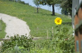 Eine einzelne Sonnenblume in einem Garten vor einem grasbewachsenen Hügel mit einem Kiesweg.