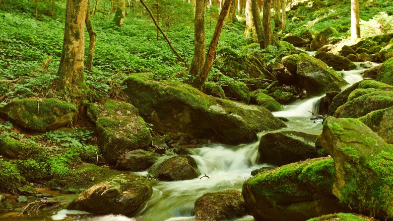 Ein kleiner Bach flie&szlig;t durch einen moosbedeckten Wald mit Felsen und B&auml;umen.