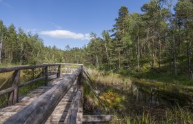 Holzsteg im Naturpark Hochmoor Schrems, umgeben von Bäumen und Moorlandschaft.