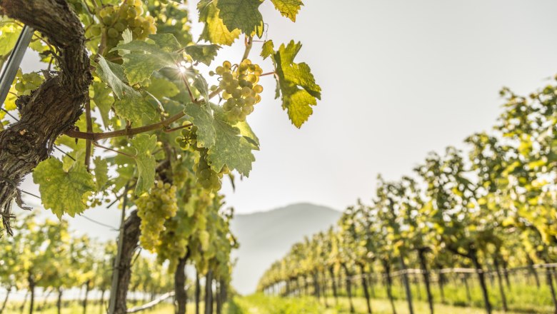 Weinreben rund um Weißenkirchen, © Österreich-Werbung