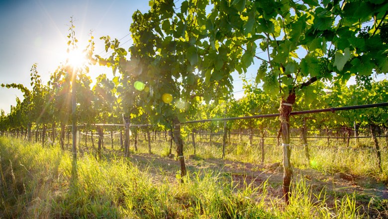 Weingarten_Weingut Stefan Hagmann, &copy; Weingut Hof zu Priel