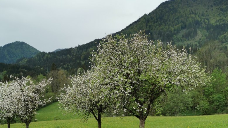 Fr&uuml;hling am Lasingerhof, &copy; Cornelia Lasinger