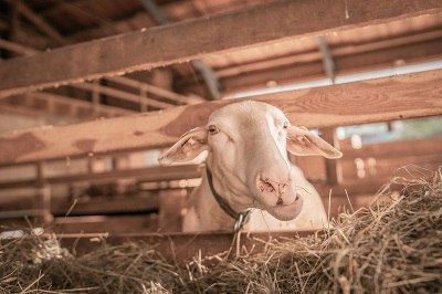 Lilli wartet auf melken, &copy; Einkehrhof Poggau