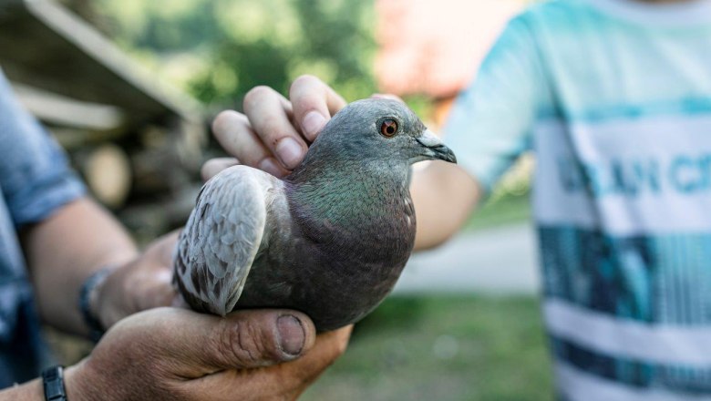Urlaub am Zwergerlhof, &copy; schwarz-koenig.at