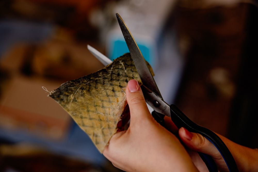 Nahaufnahme von Händen, die Fischleder mit einer Schere schneiden.