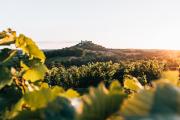 Ausblick auf eine Burgruine auf einem Hügel und grünen Weinreben rundherum
