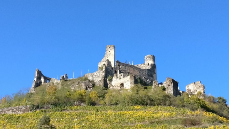 Ruine der Burg Senftenberg auf einem H&uuml;gel mit Weinreben im Vordergrund und blauem Himmel im Hintergrund.