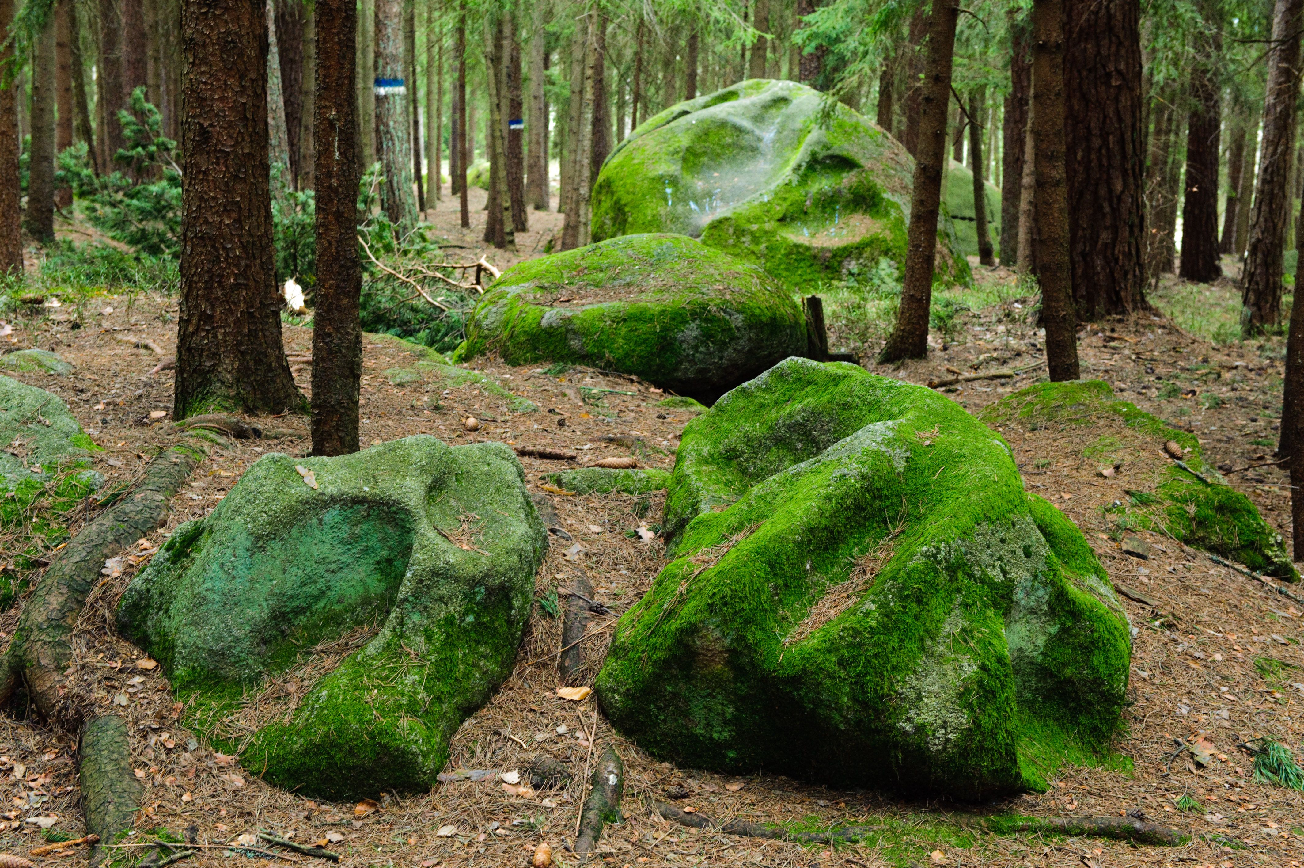 Moosbedeckte Felsen im Wald.