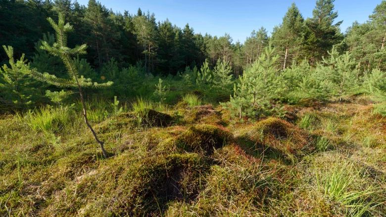 Ein grünes Moorgebiet mit jungen Kiefern und Gras, umgeben von einem dichten Wald unter blauem Himmel.
