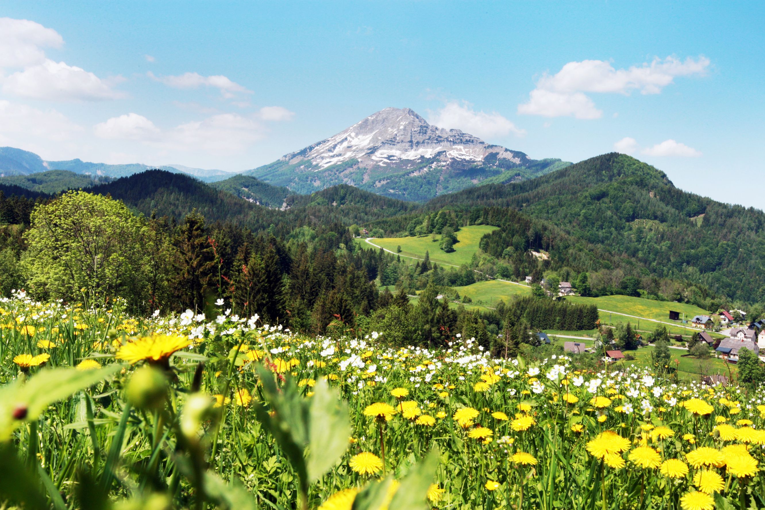 Blumenwiese mit gelben und weißen Blumen vor einer Berglandschaft bei Annaberg.