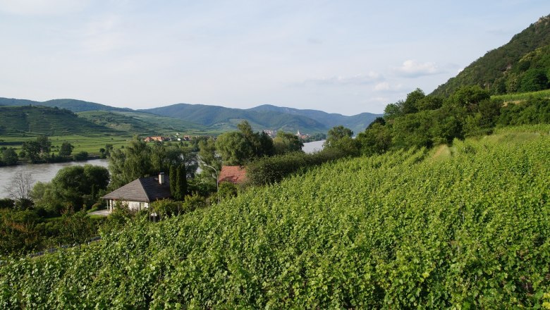 Weinberge mit Fluss und Bergen im Hintergrund.