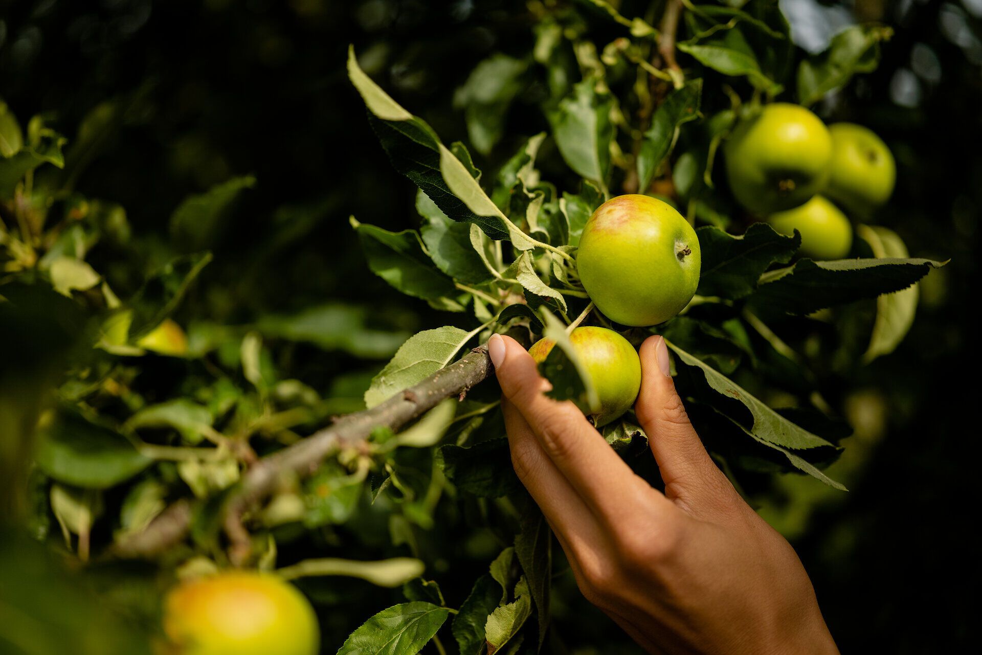Inmitten der üppigen Natur reifen saftige Äpfel an den Zweigen, während die sanfte Brise die Blätter zum Rascheln bringt. Der Gartensommer lädt dazu ein, die frische Luft und die Farbenpracht der Obstbäume zu genießen. Ein perfekter Ort, um die Schönheit der Natur zu erleben und sich von der Ruhe verzaubern zu lassen.