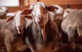 Bio Bauernhof Österreicher, © Bio Bauernhof Österreicher