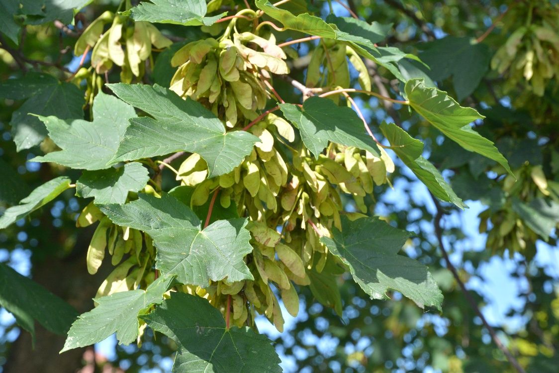 Nahaufnahme von Ahornblättern und Samen an einem Baum.