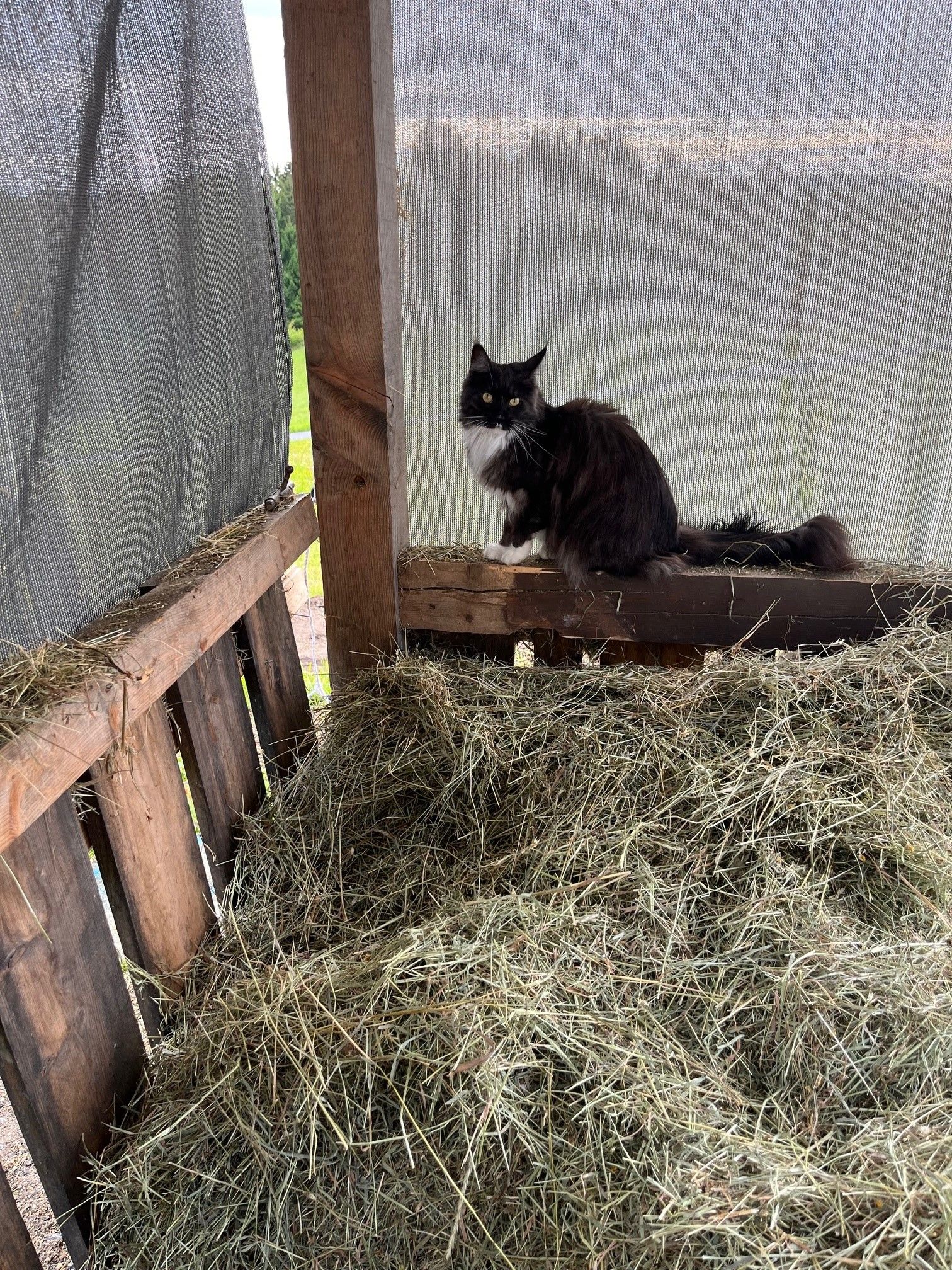 Eine schwarz-weiße Katze sitzt auf einem Holzbrett in einem Heuschuppen.