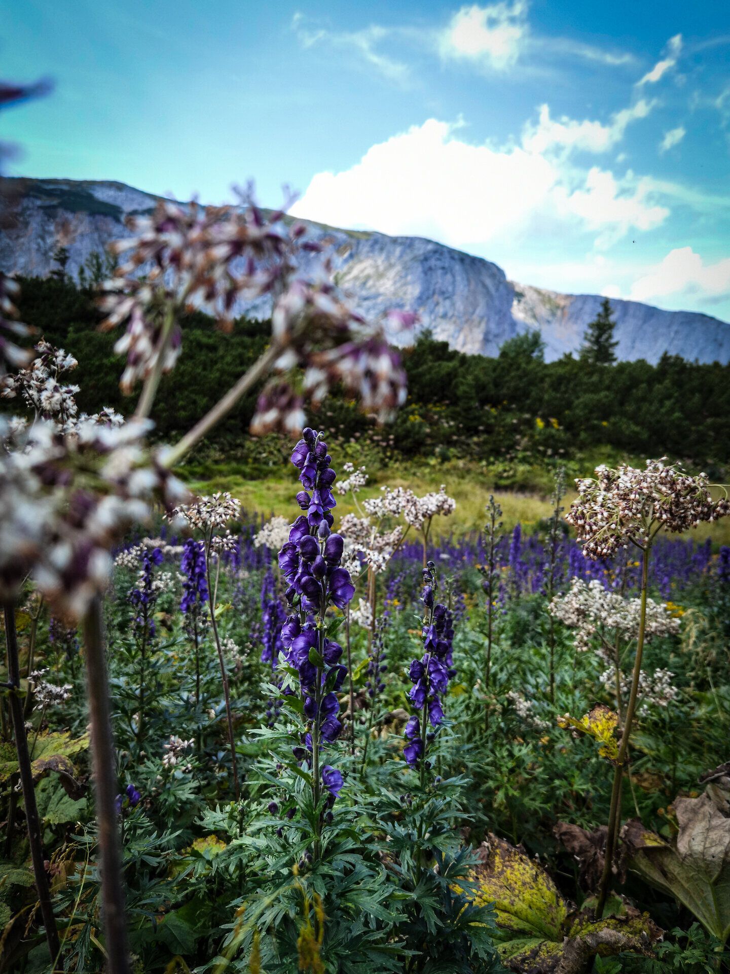 Inmitten der majestätischen Berge blühen leuchtend violette Pflanzen, die die alpine Landschaft in ein Farbenmeer verwandeln. Die frische Bergluft und das sanfte Rauschen der Natur laden zu einem unvergesslichen Erlebnis ein.