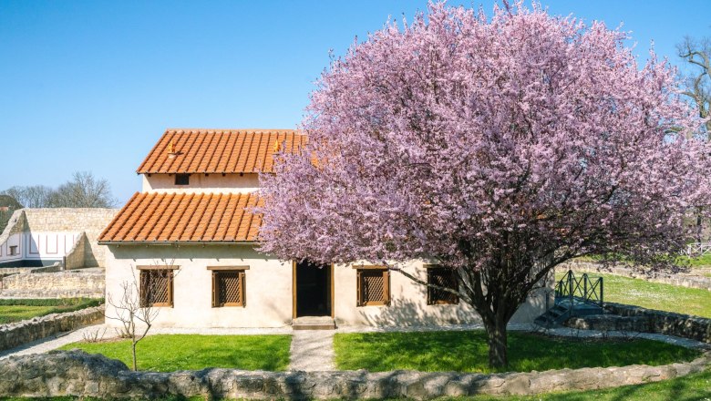 Ein r&ouml;misches Geb&auml;ude mit roten Ziegeldach und bl&uuml;hendem Baum im Vordergrund in Carnuntum.